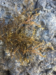 Sargassum muticum