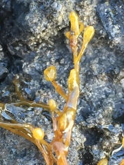 Sargassum muticum
