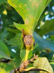 Andricus quercuspetiolicola