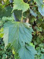 Vitis riparia