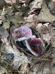 Russula xerampelina