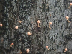 Nectria