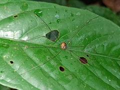 Sclerosomatidae