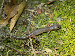Ensatina eschscholtzii