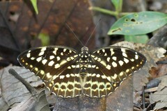 Lexias dirtea