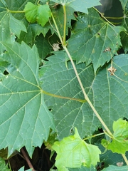 Vitis riparia