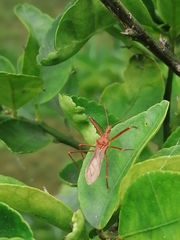 Zelus grassans