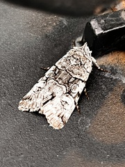 Sympistis chionanthi