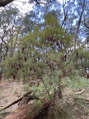 Banksia cunninghamii