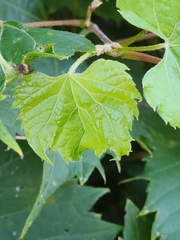 Vitis riparia