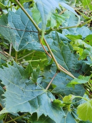 Vitis riparia