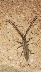 Dorcasta cinerea