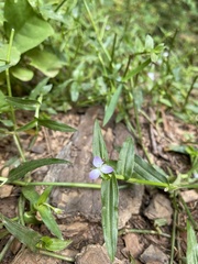 Murdannia keisak