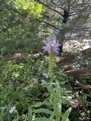 Physostegia virginiana