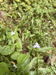 Murdannia keisak