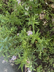 Physostegia virginiana
