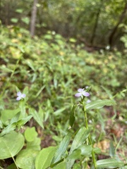 Murdannia keisak