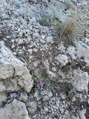 Caryophyllaceae
