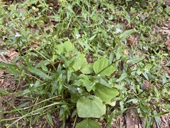 Murdannia keisak