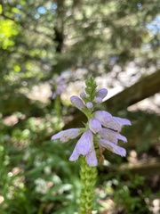 Physostegia virginiana