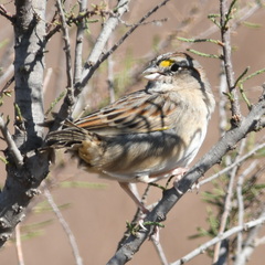 Ammodramus humeralis