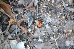 Dysdera crocata
