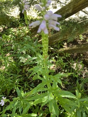 Physostegia virginiana