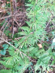 Larix decidua