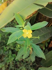 Ludwigia octovalvis