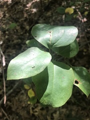 Smilax