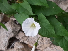 Calystegia sepium