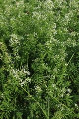 Galium mollugo