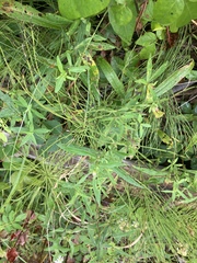 Equisetum fluviatile