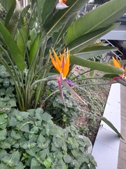 Strelitzia