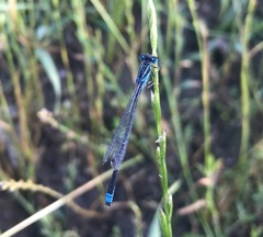Ischnura pumilio