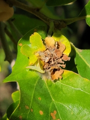 Andricus foliaformis