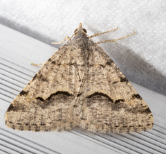 Frederickia s-signata