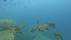 Sciaena umbra