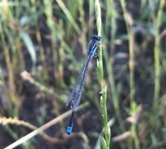 Ischnura pumilio