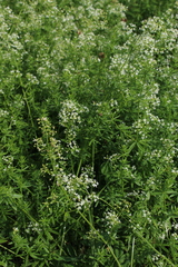 Galium mollugo