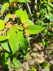 Miconia strigillosa