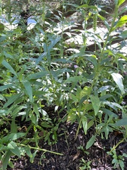 Physostegia virginiana