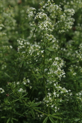 Galium mollugo