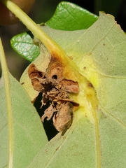 Andricus foliaformis