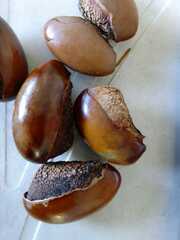 Pouteria campechiana