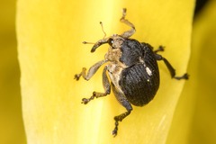 Mononychus punctumalbum