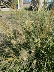Miscanthus sinensis
