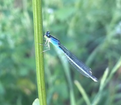 Ischnura pumilio