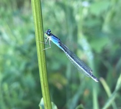 Ischnura pumilio