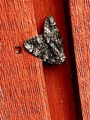 Catocala lacrymosa